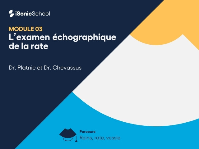 Miniature — Reins, Rate & Vessie — L’échographie de la rate